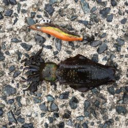 今年初アオリイカ